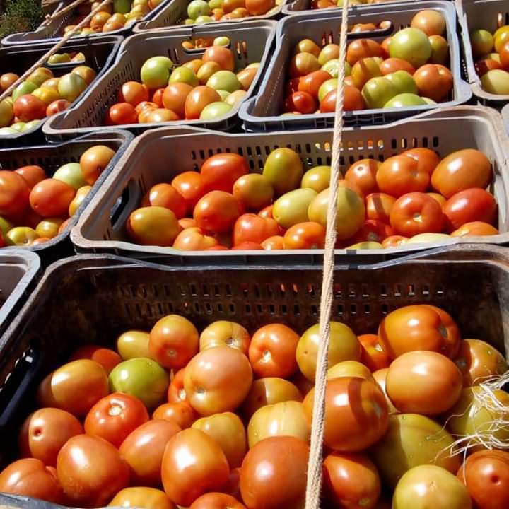 Tomate chonto bajo invernadero