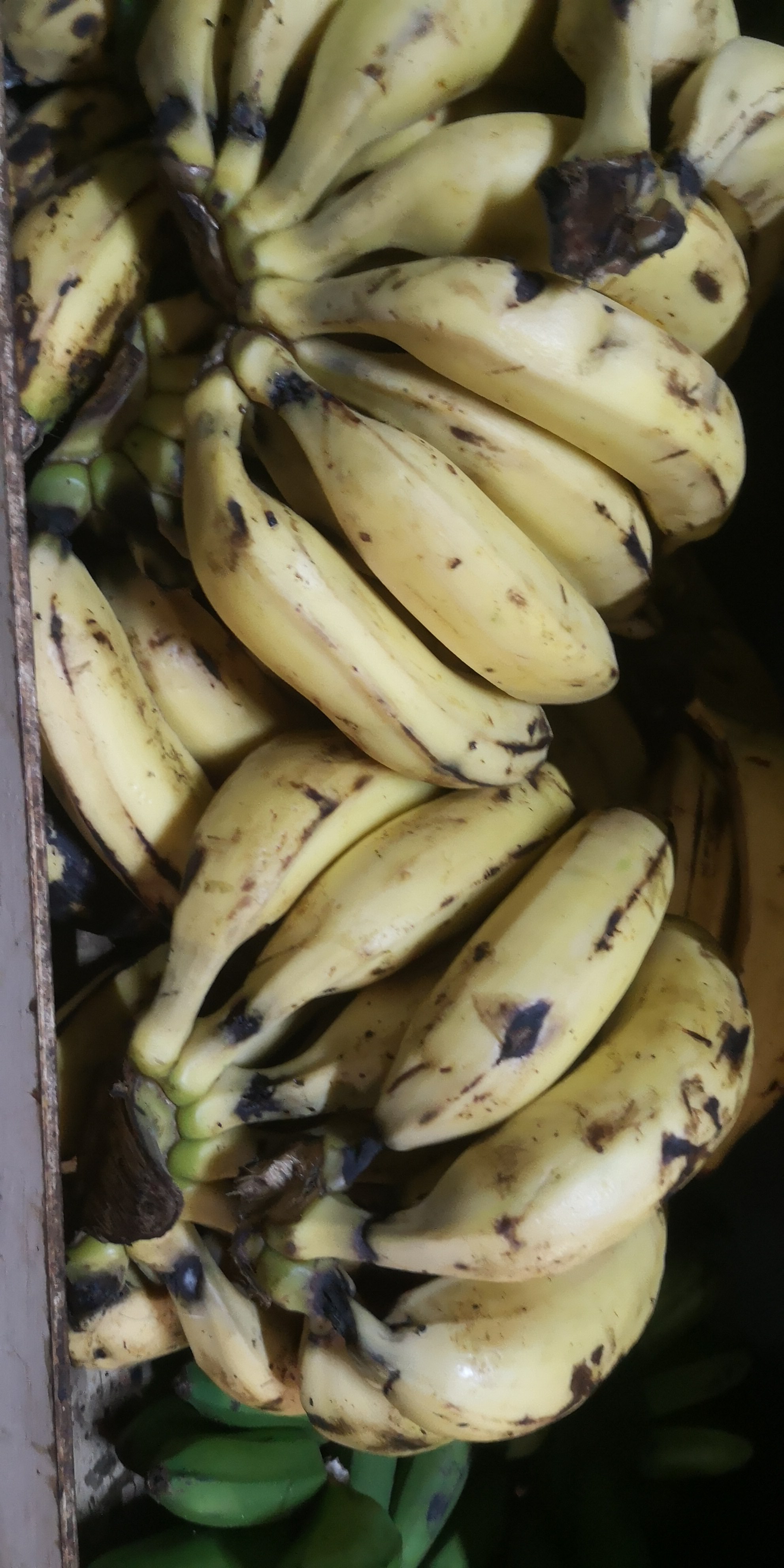 Platano Maduro