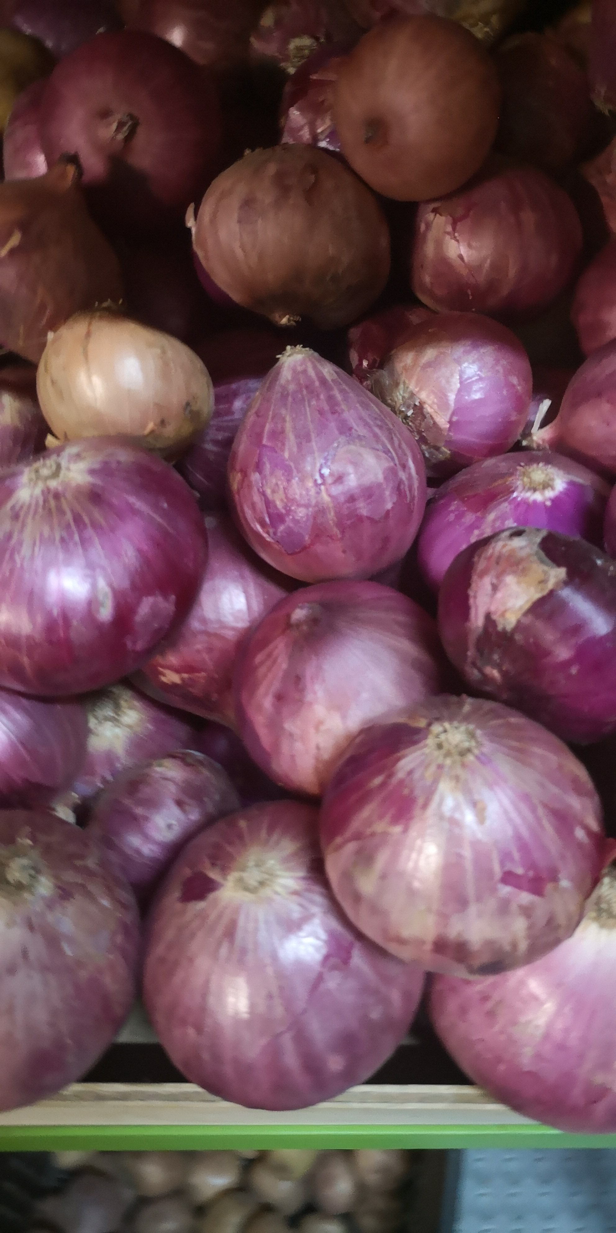 Cebolla Roja