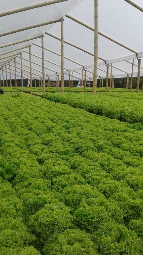 Lechuga cresp