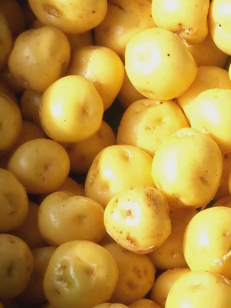Papa criolla