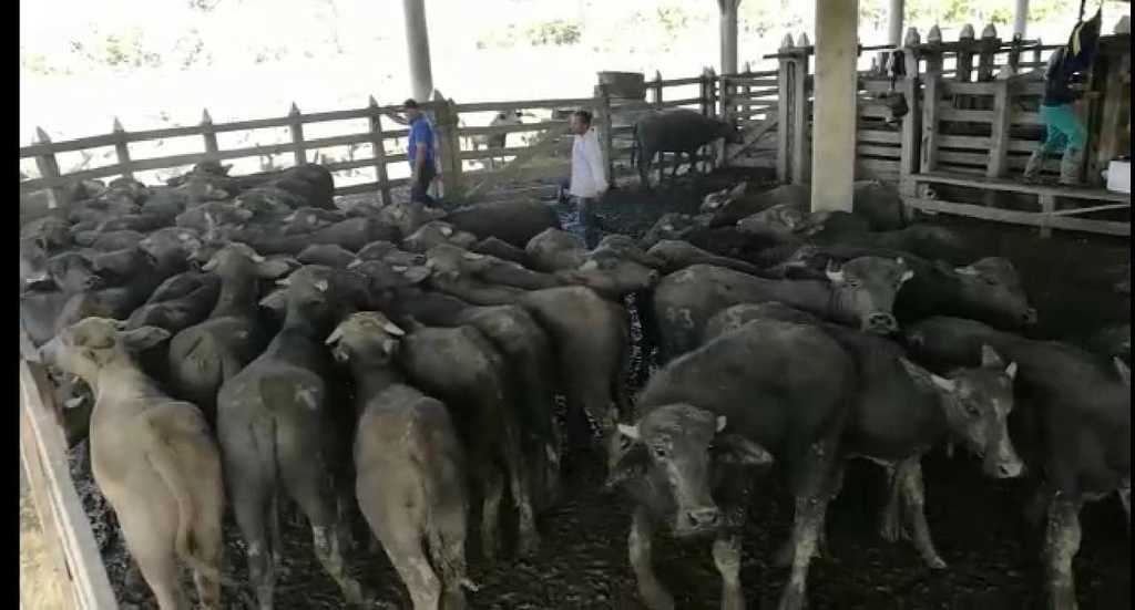 Búfalos Machos/ 60 unidades /200kg