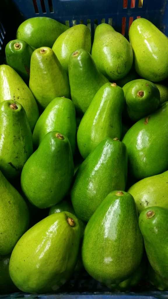 Aguacate papelillo