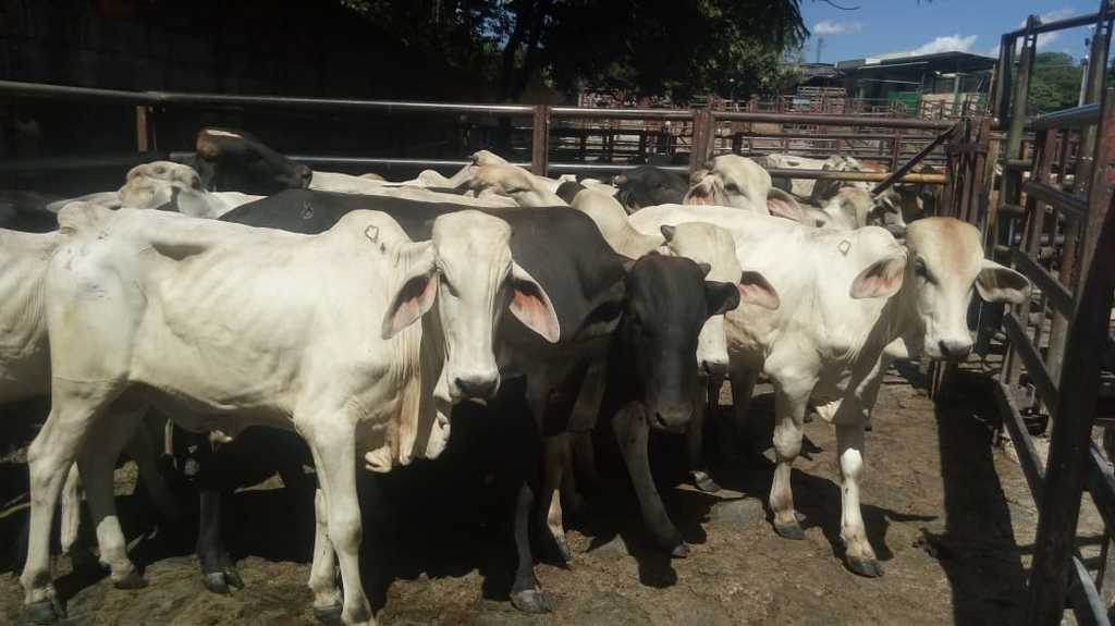 Ganado Comercial / Novillos para ceba