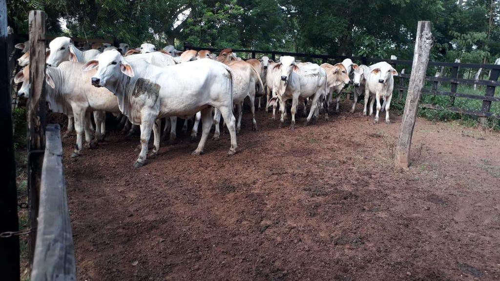 Novillas Brahman blanco, Rojo y Brahman con Simmental