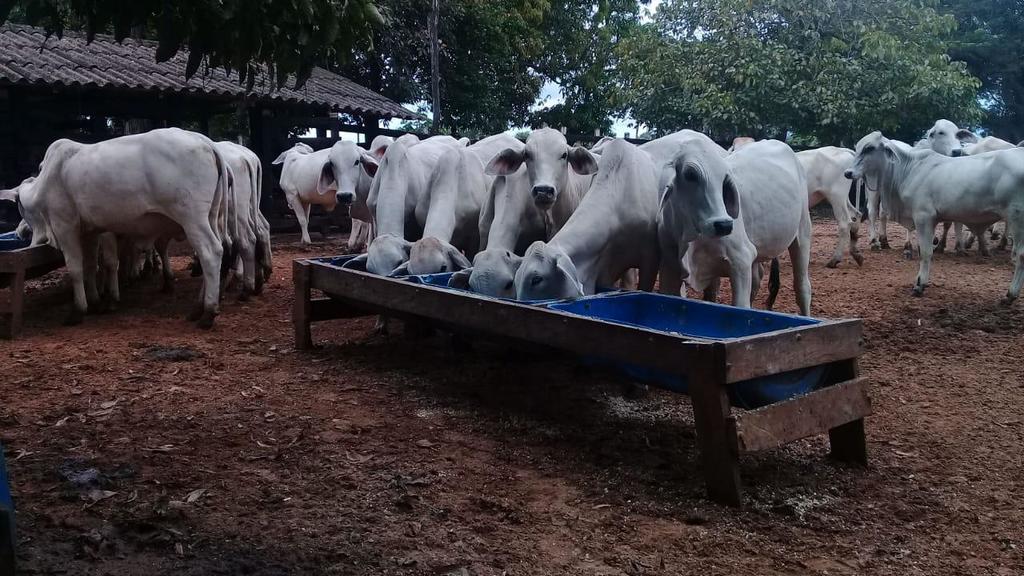 Novillas brahman Blanco y Rojo
