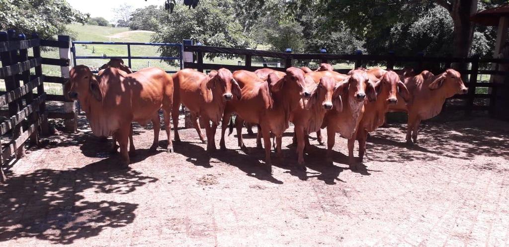Toretes Brahman Rojo puros con registros