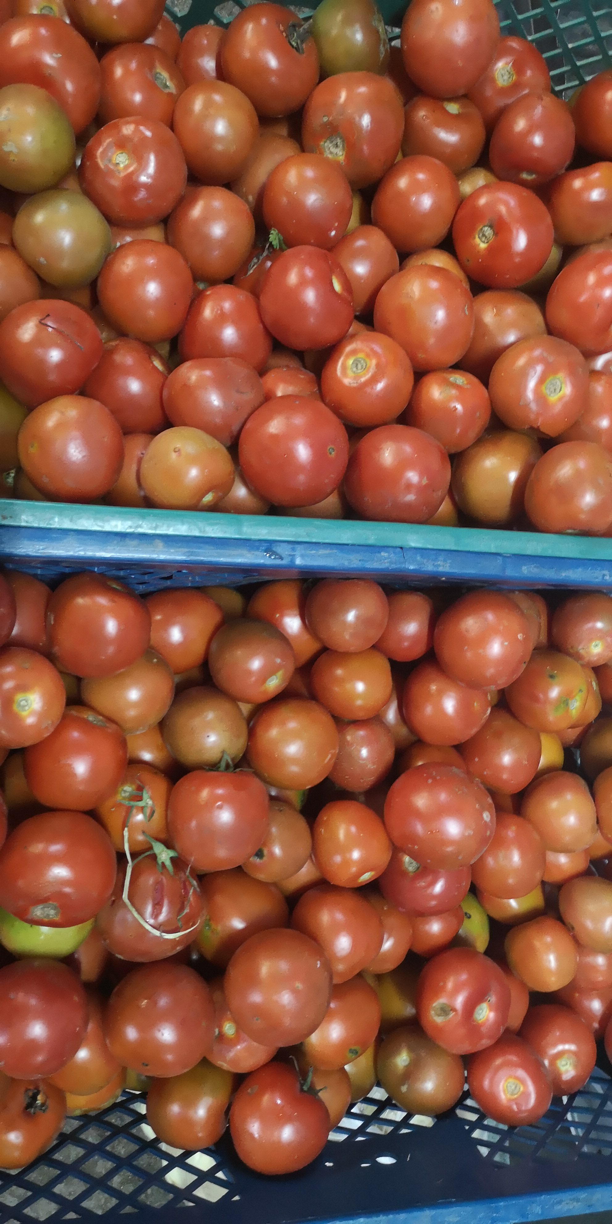 Tomate Chonto