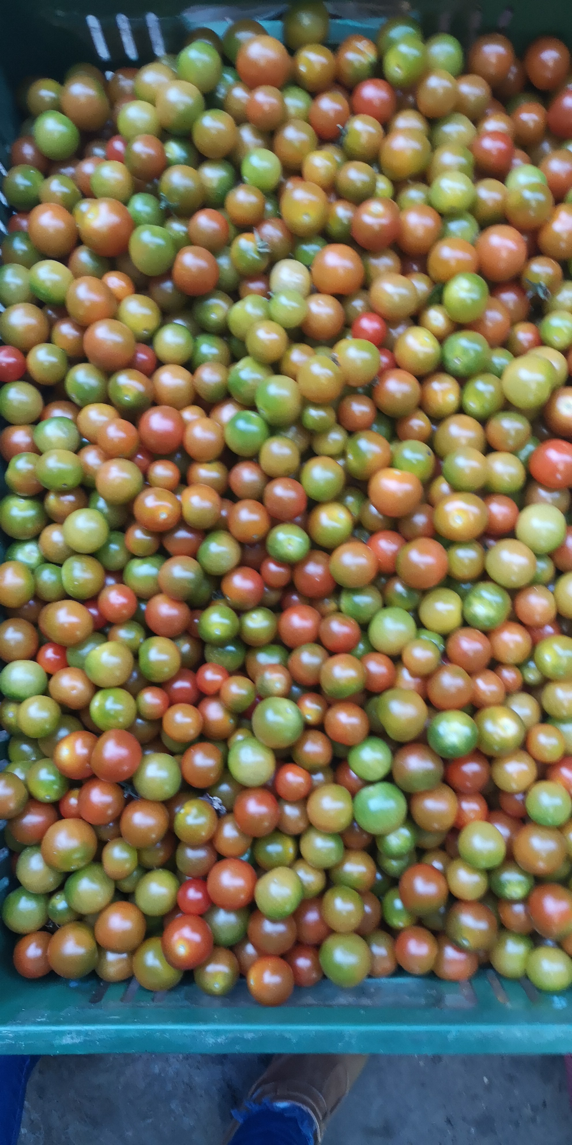 Tomate Cherry