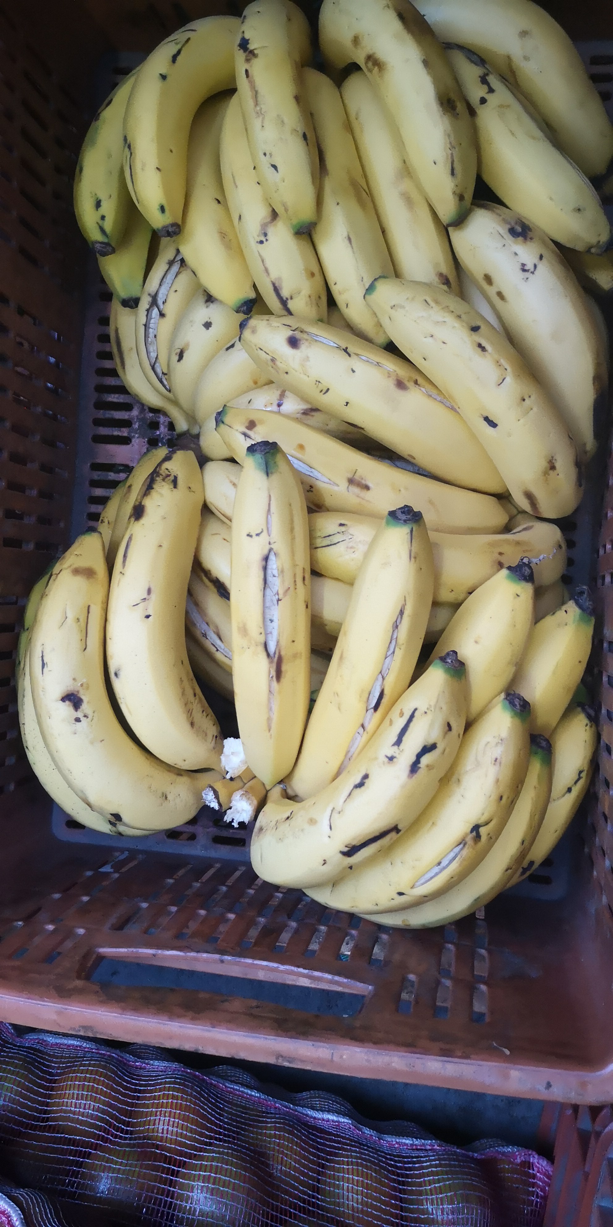 Banano Criollo