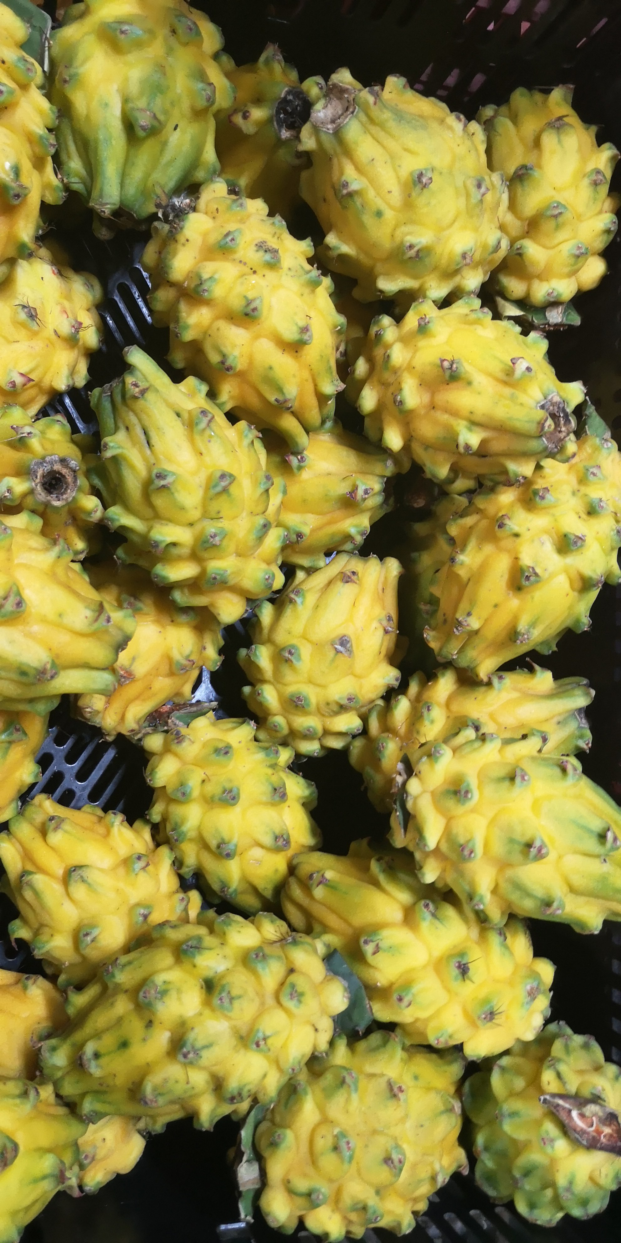 Pitahaya