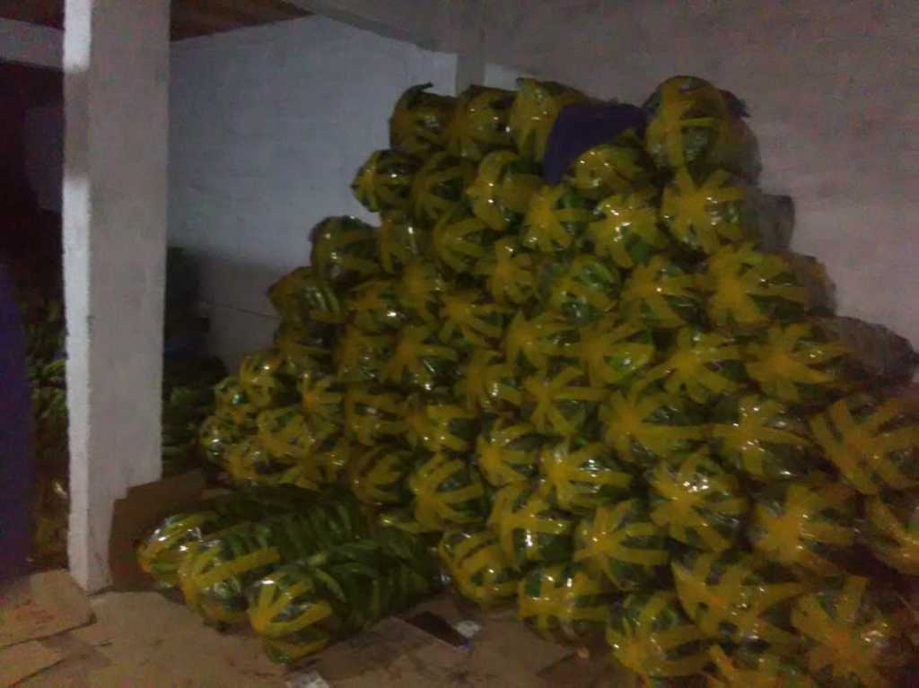 Plátano dominico arton