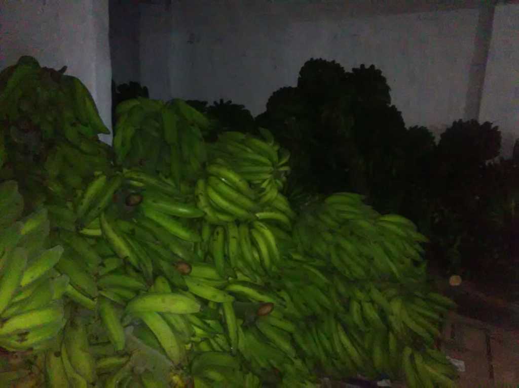 Plátano arton tecnificado