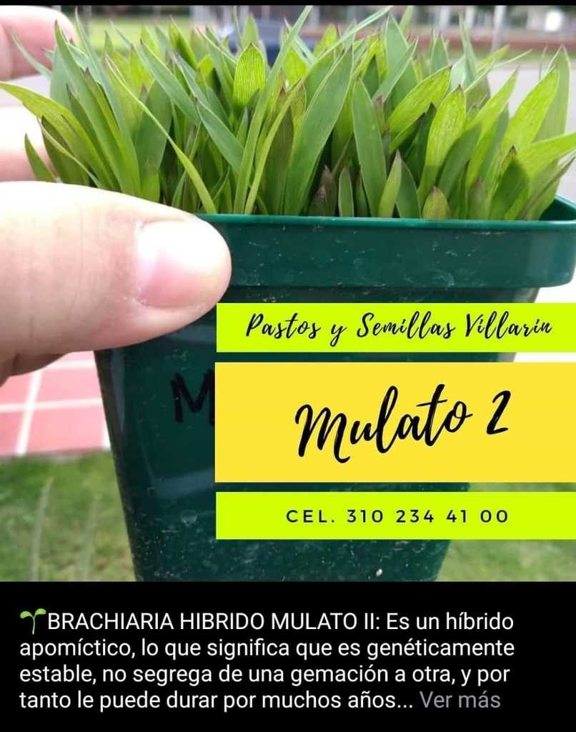 Semilla de Brachiaria Híbrido Mulato 2