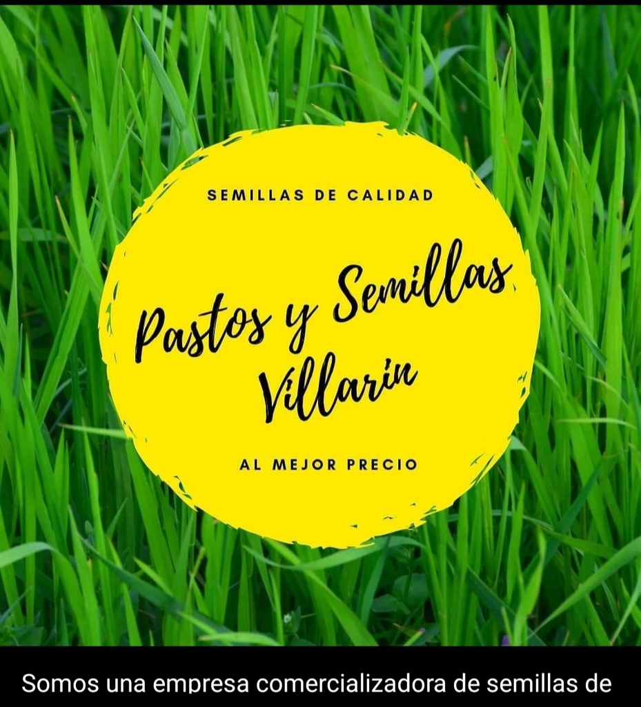 Semilla de Guinea Mombaza