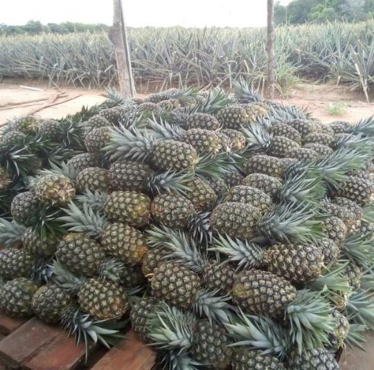 Piña oromiel