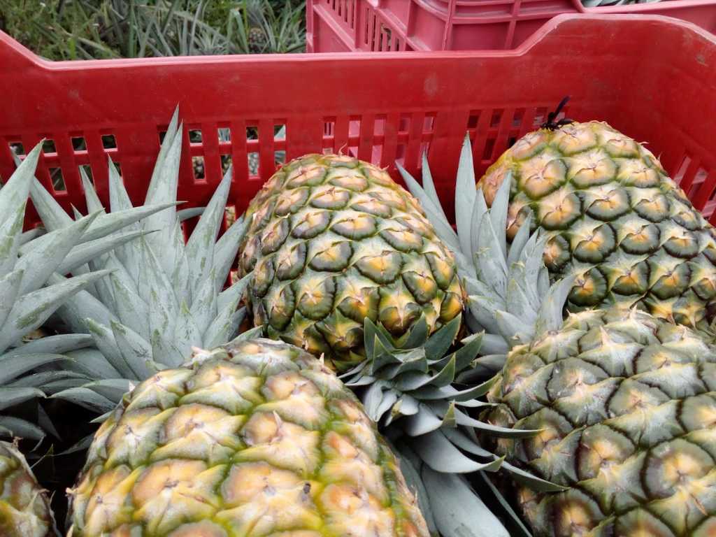 Piña Golden