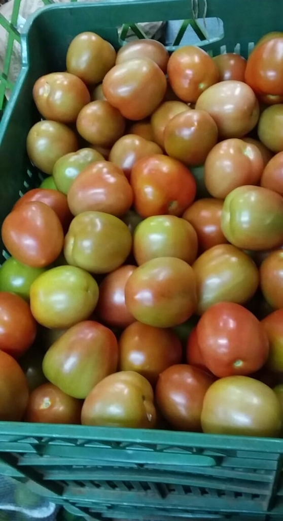 Tomate