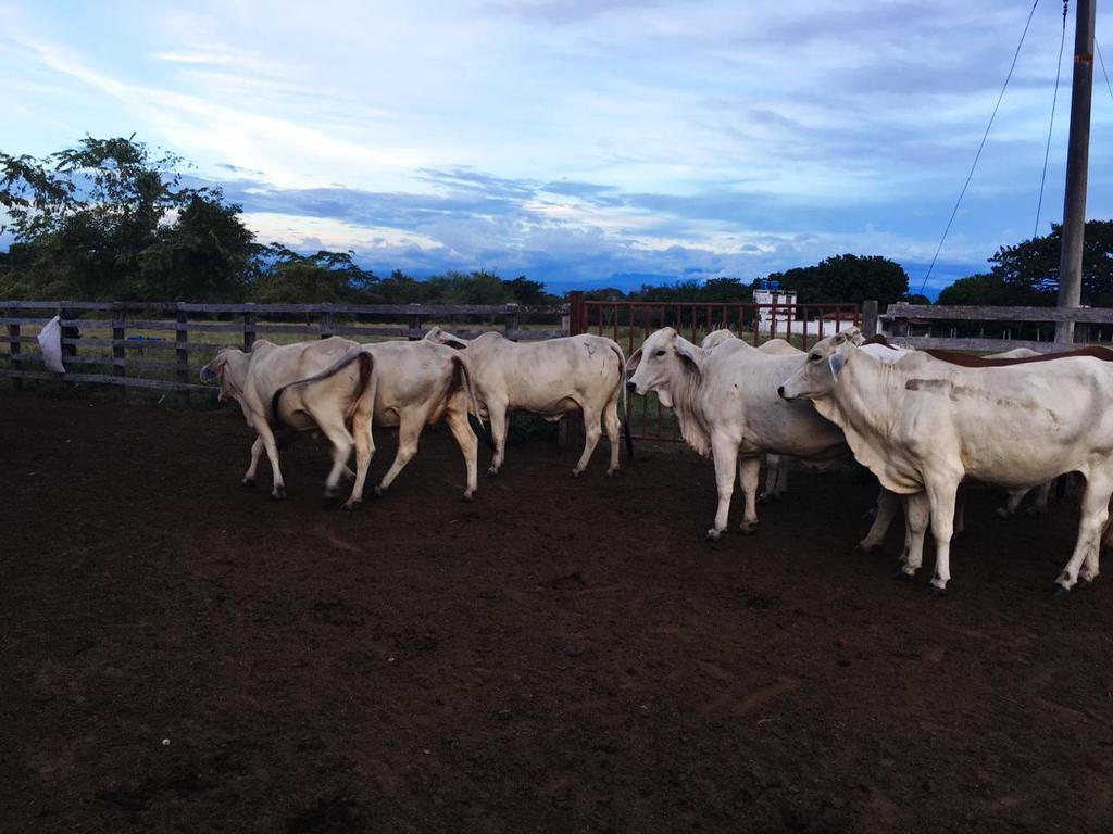 Novillas Blancas Preñadas