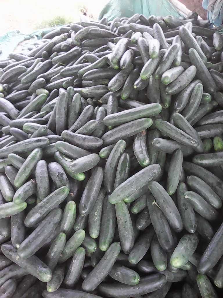 Pepino cohombro