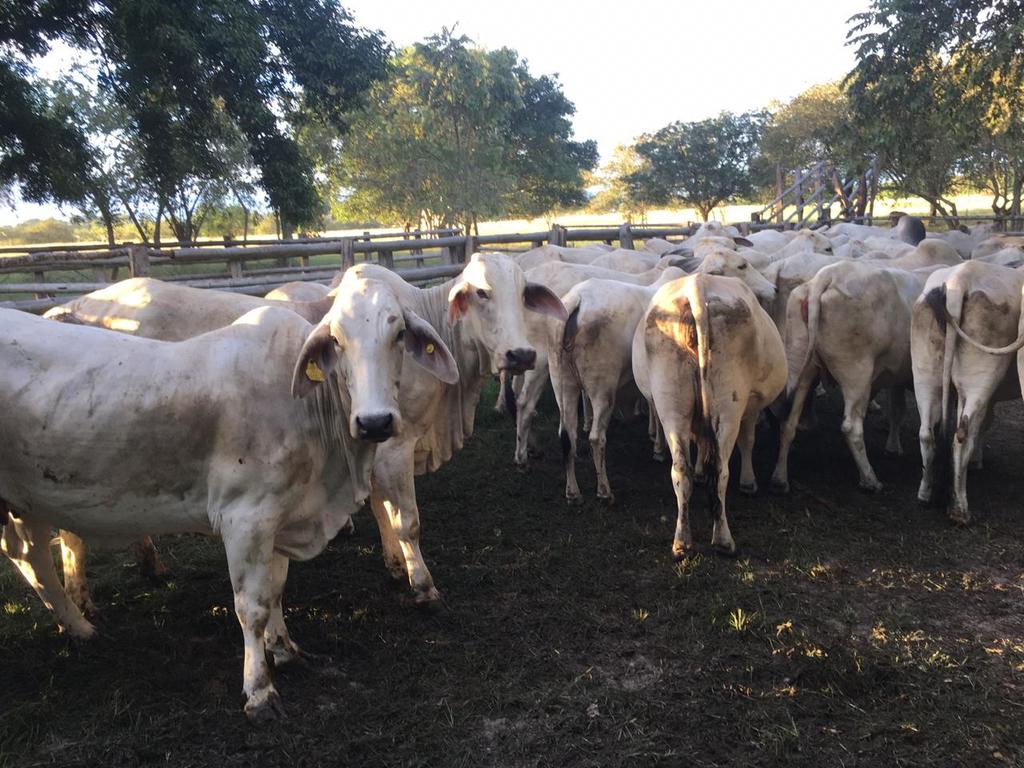 Vacada de Hembras Blancas Preñadas