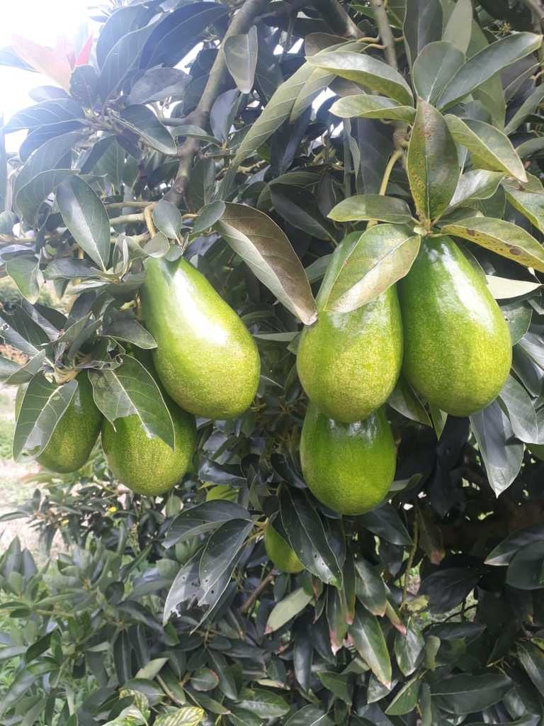 Aguacate Papelillo de Primera