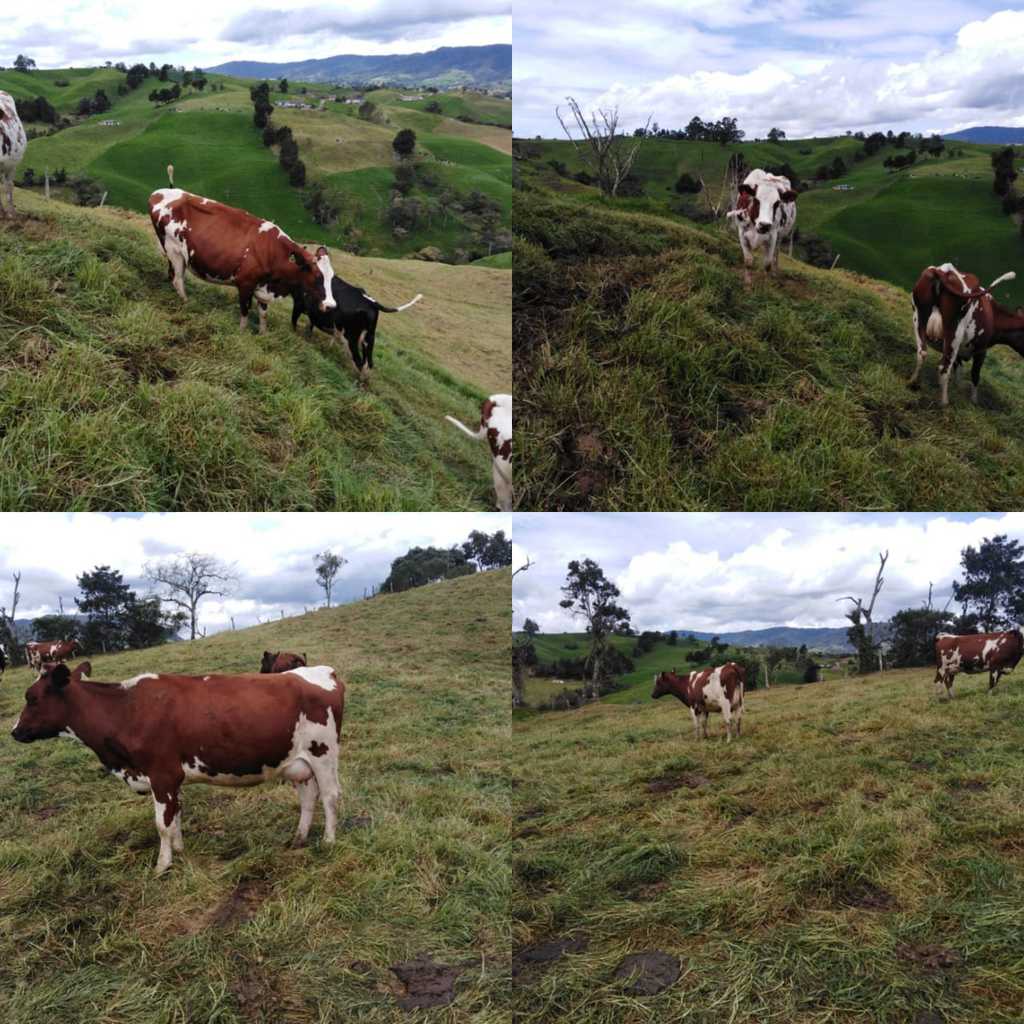 Novillas Holstein Rojo /preñez 8 meses