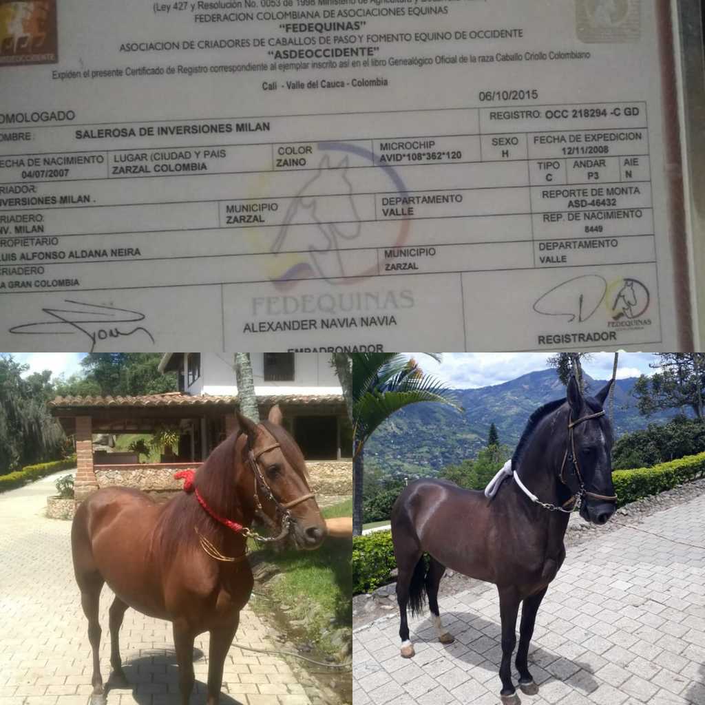 Yegua fina Alazana y Caballo Troton Galopero