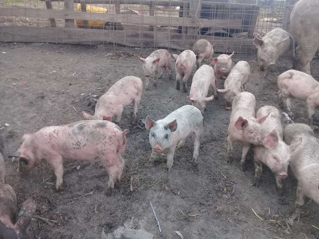 Cerdo pequeño doble jamón