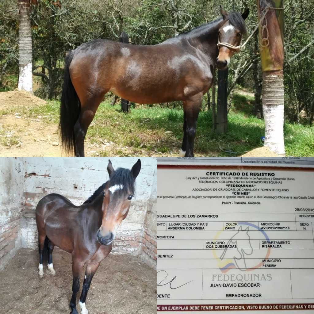 Yegua Trochadora Galopera