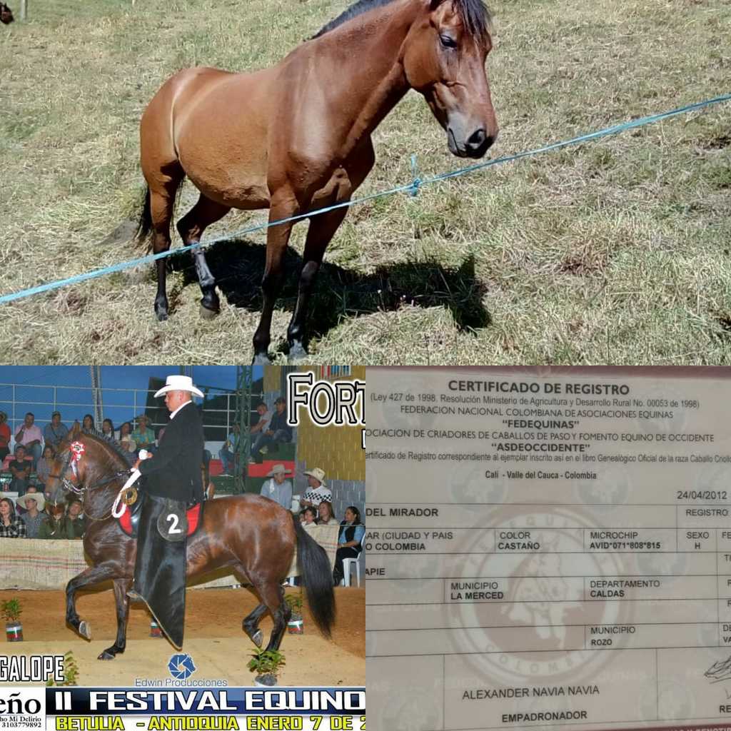 Yegua Fortuna del Mirador /Trotona Galopera
