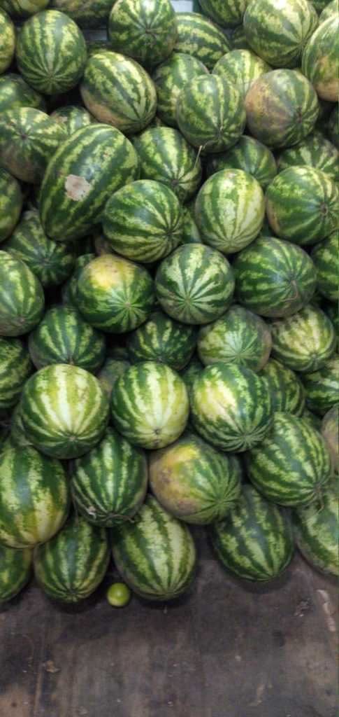 Sandia gruesa