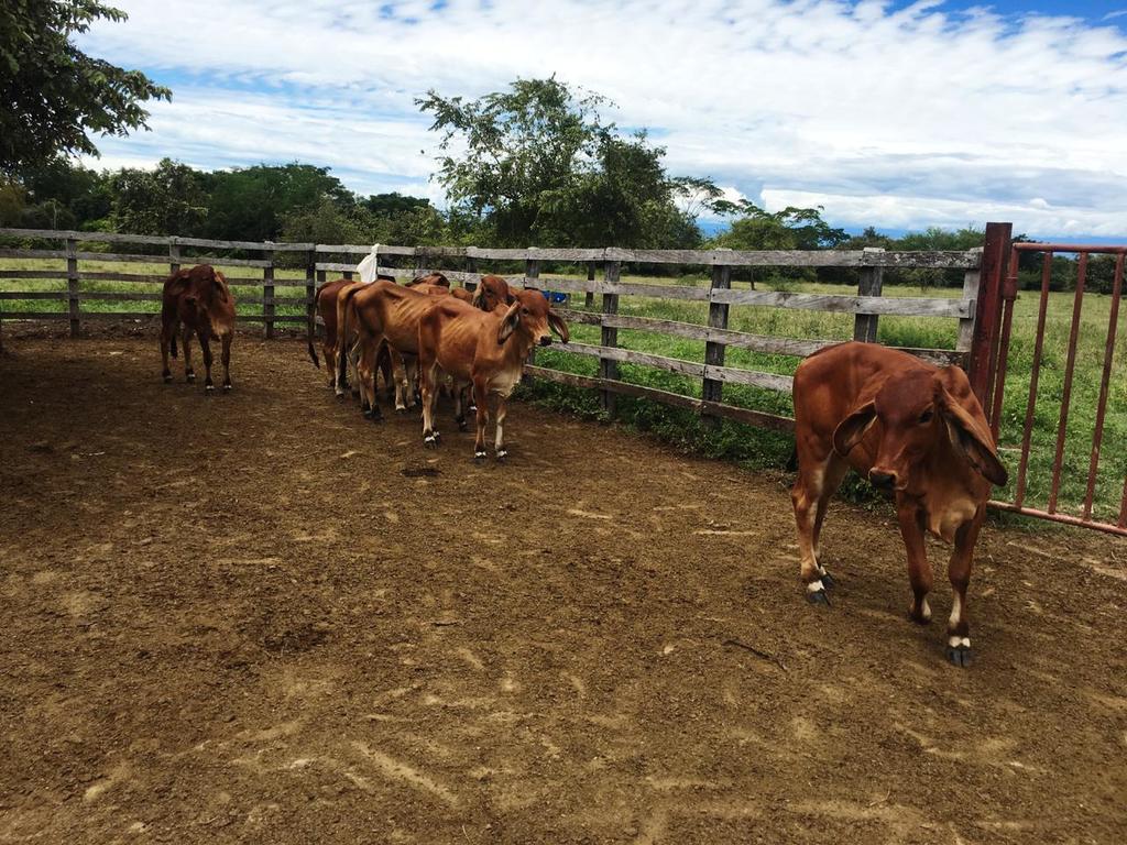Machos para levante /Ganado Cebuino Rojo
