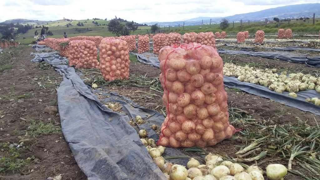 Cebolla cabezona blanca sucia