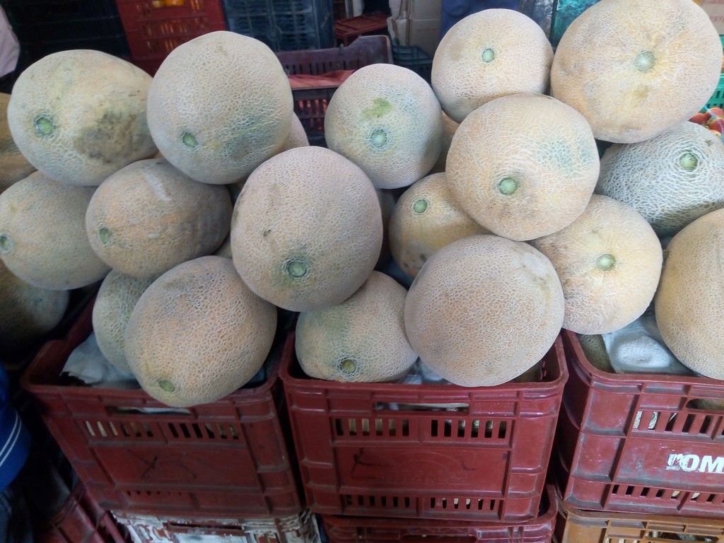 Melón captalu