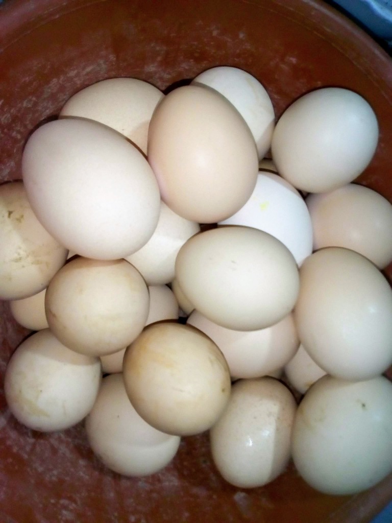 Huevo criollo