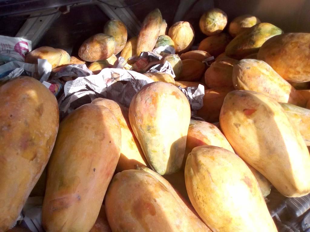 Papaya maradol