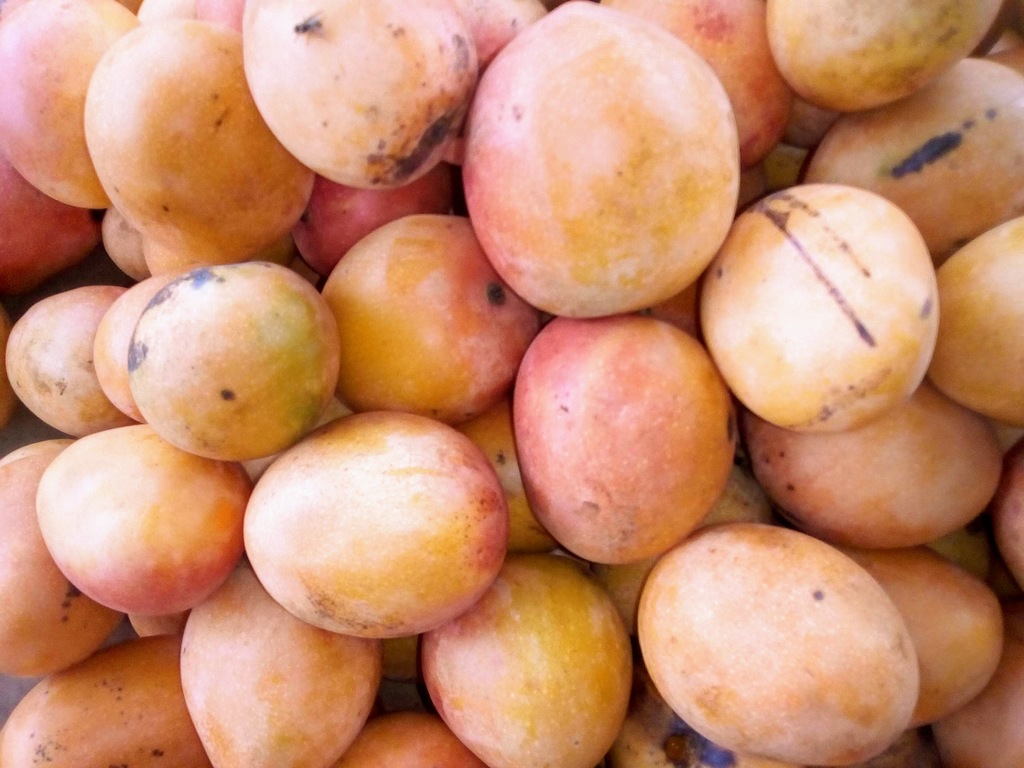 Mango azúcar