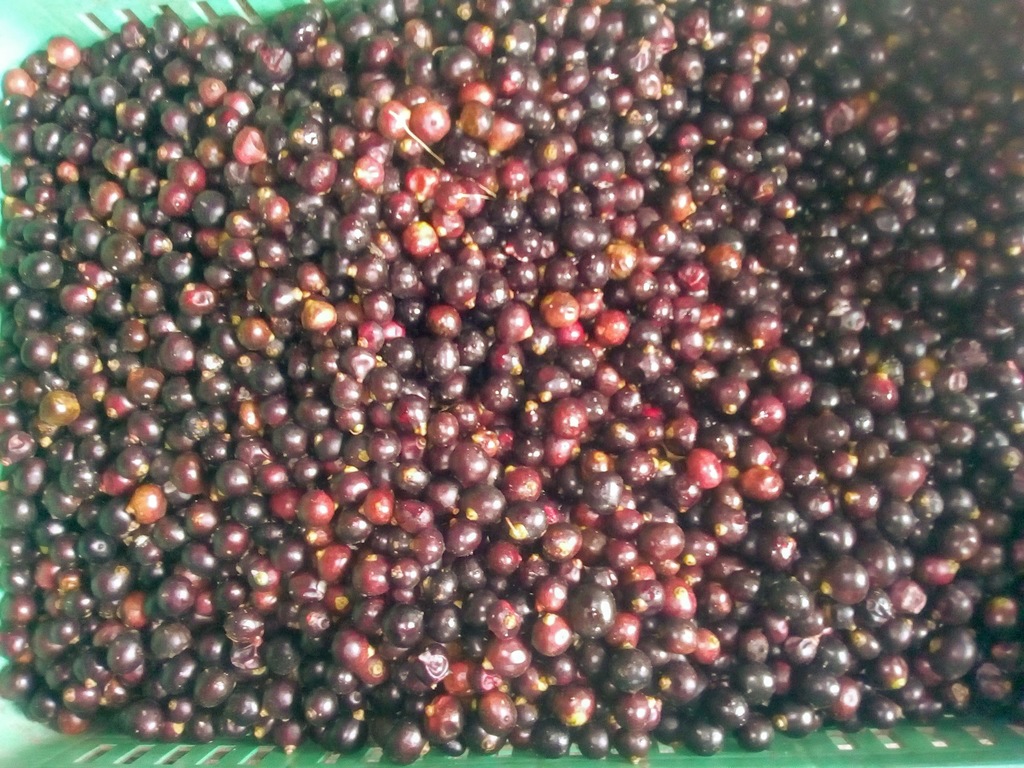Corozo