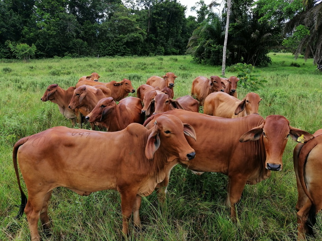 Novillas Brahman Rojo
