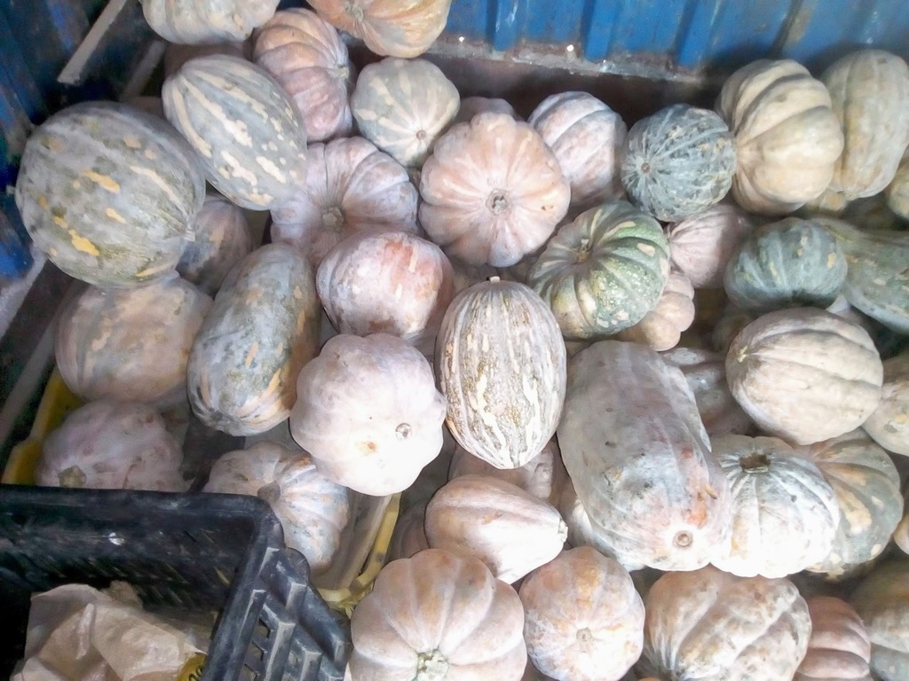Ahuyama x bulto