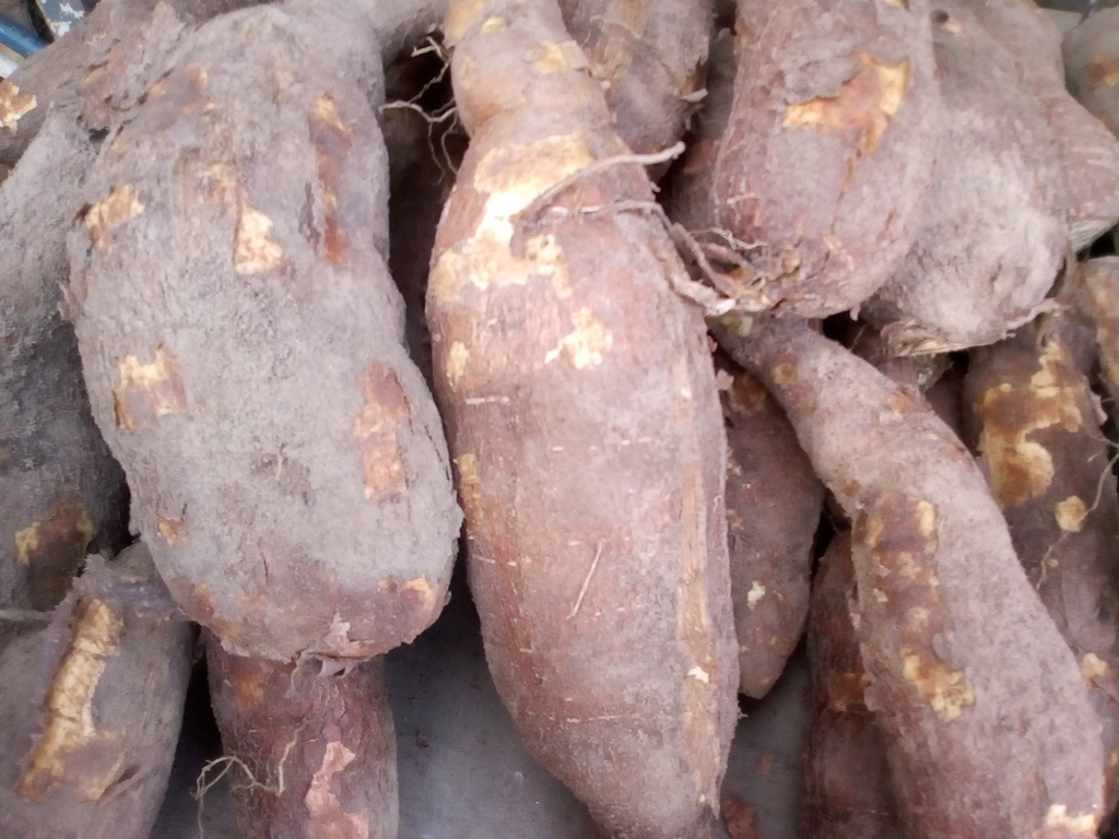 Yuca