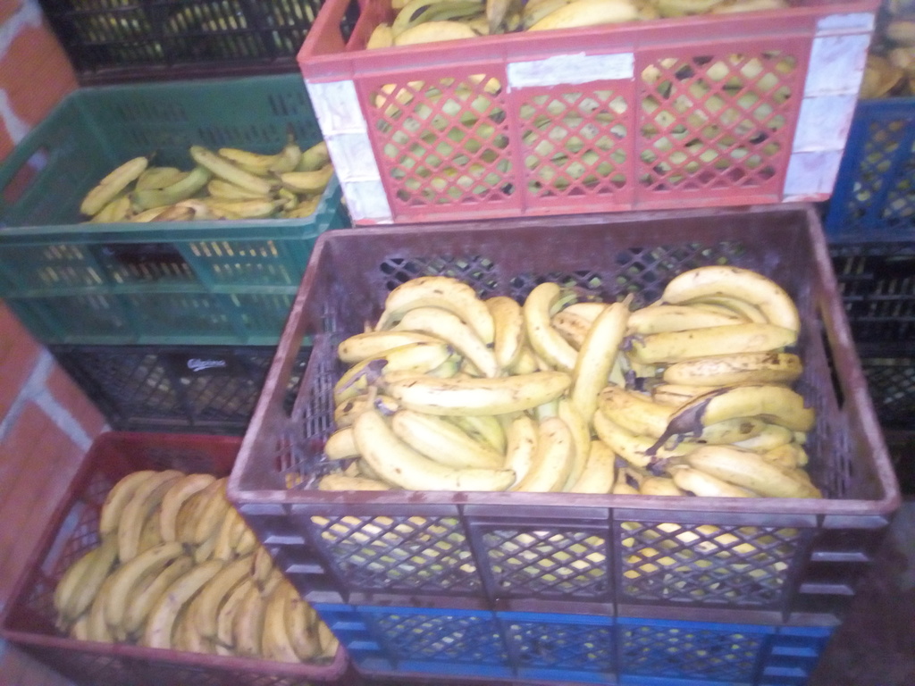 Banano x canasta