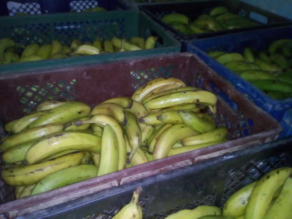 Banano x canasta