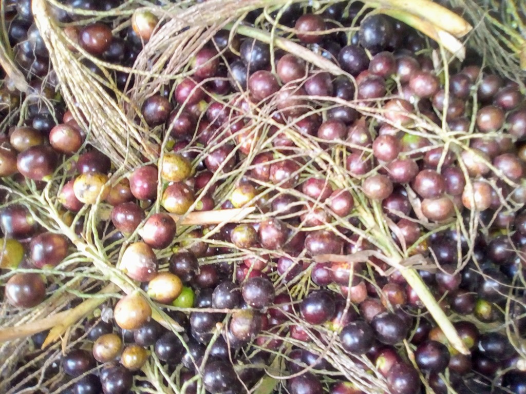 Corozo