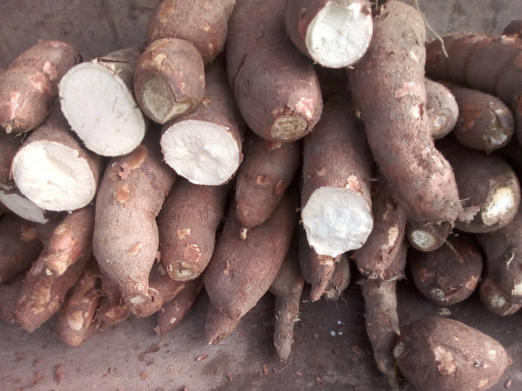 Yuca x bulto
