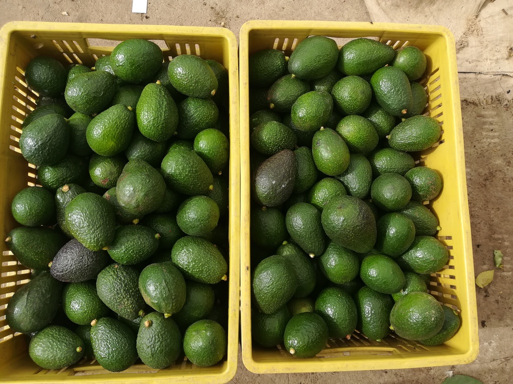 Aguacate HASS