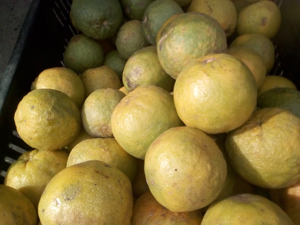 Naranja agria
