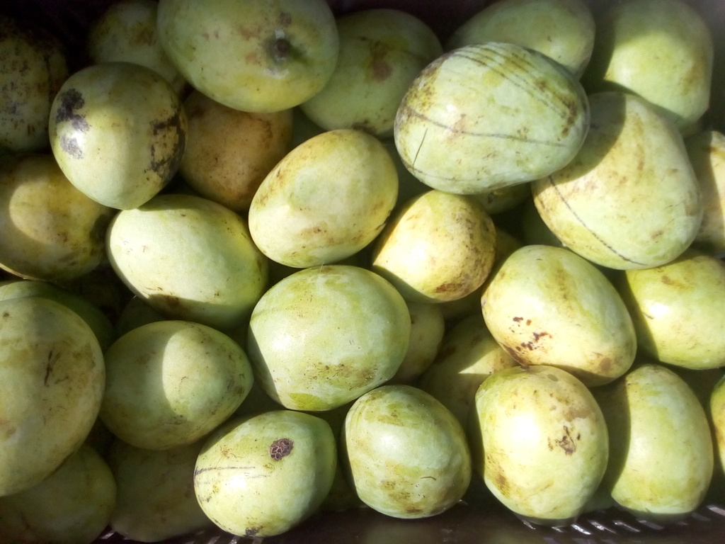 Mango manzana verde