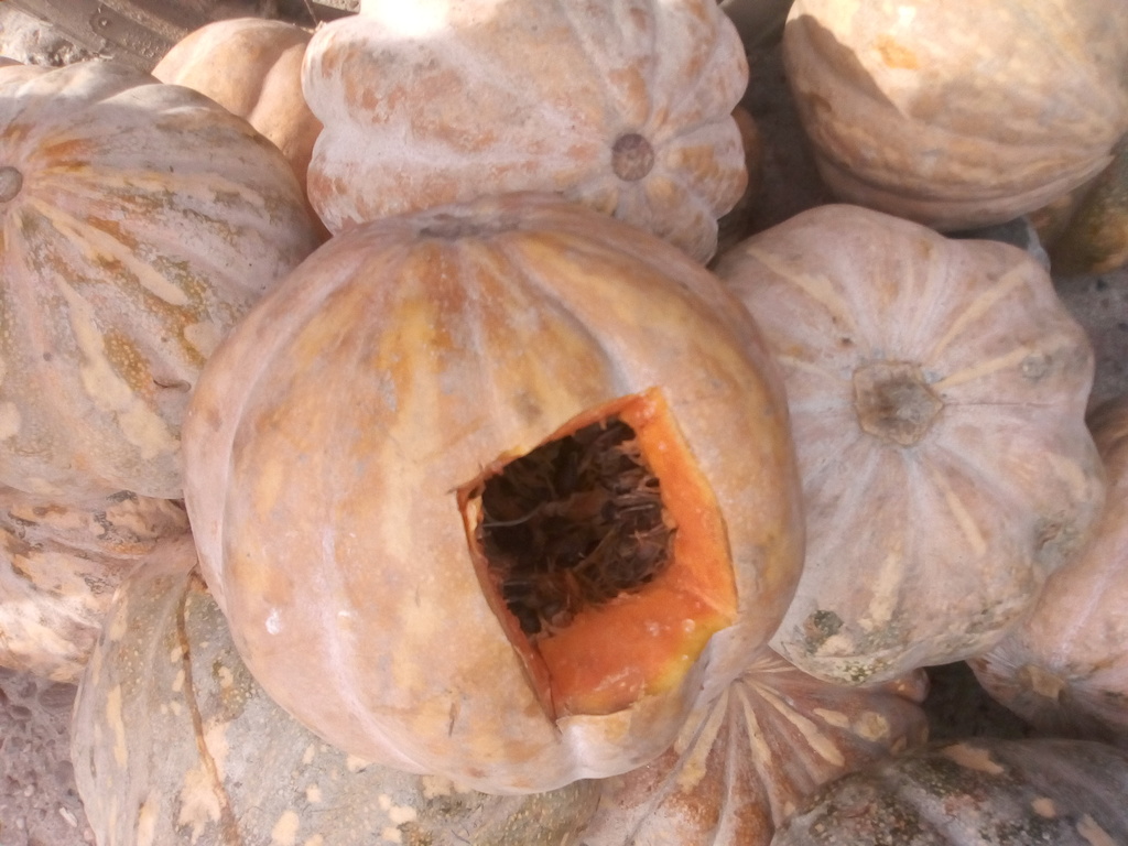 Ahuyama